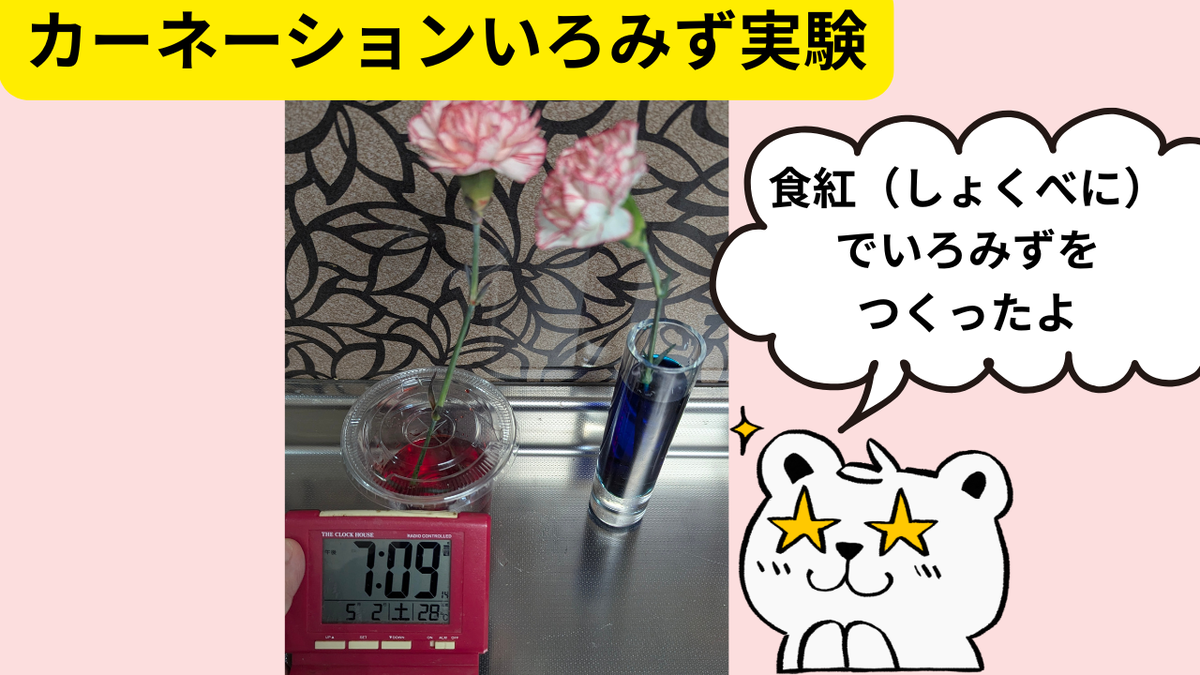 カーネーションの色水実験