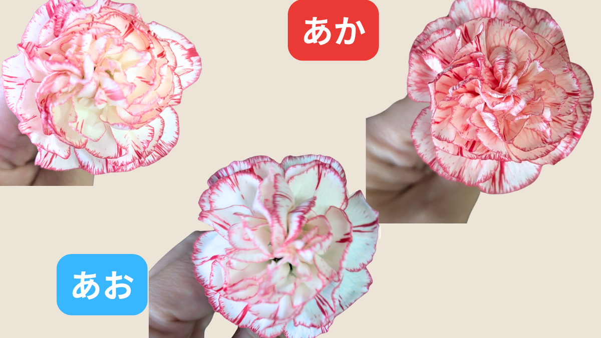 カーネーションの色水実験
