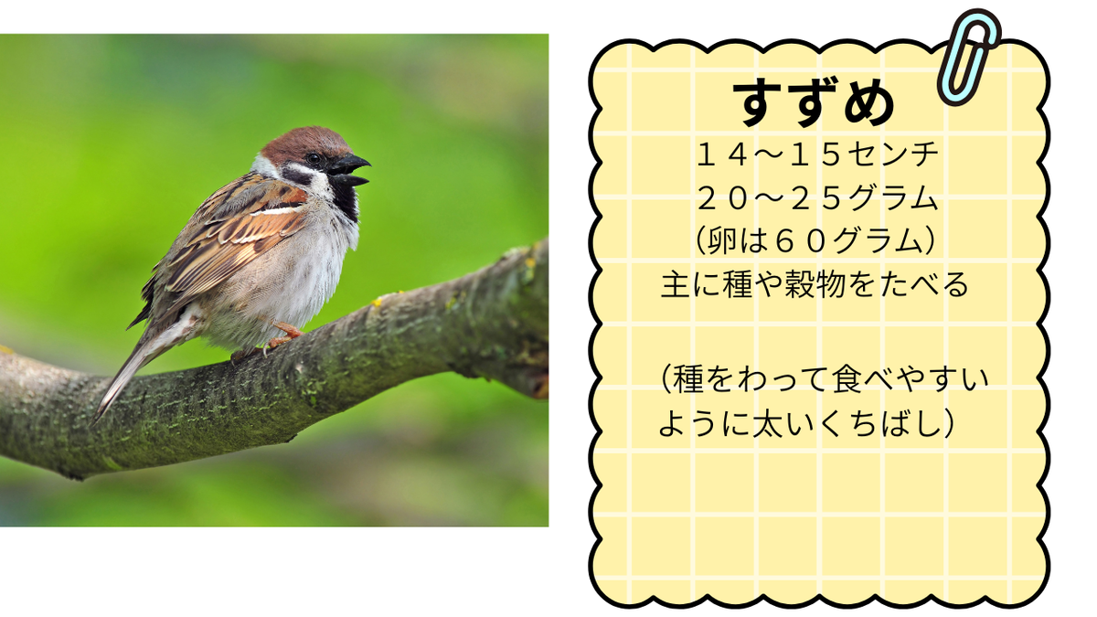 すずめってどんな生き物