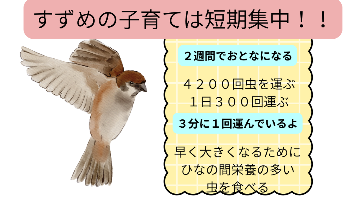 すずめってどんな生き物