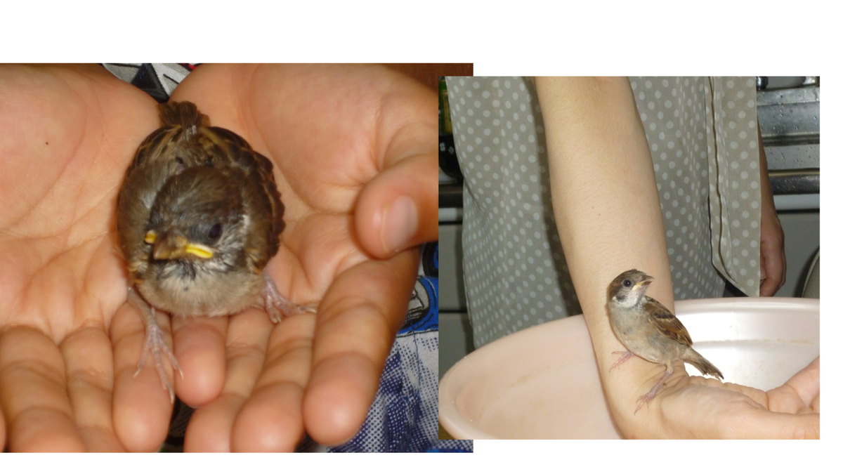 すずめってどんな生き物