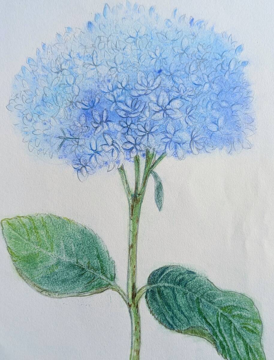 パステルと色鉛筆で描いた紫陽花のアナログイラスト