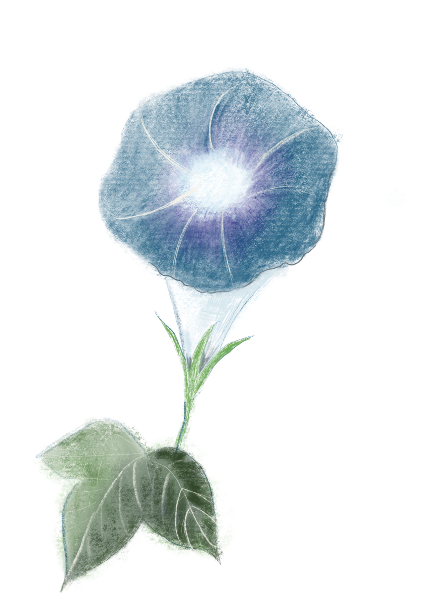 iPadで色えんぴつやパステルなど複数の画材を使い分けて描いたあさがおのデジタルイラスト