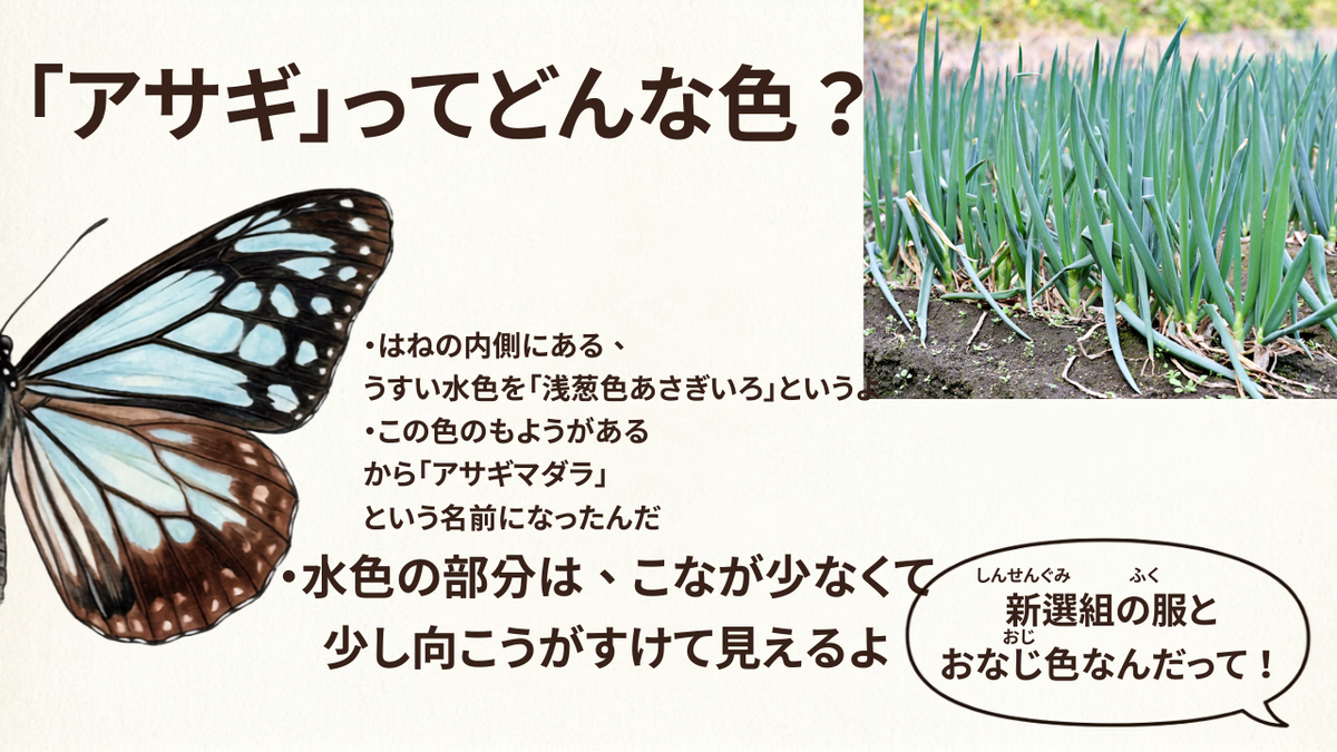 アサギマダラのあさぎ色を説明したスライド
