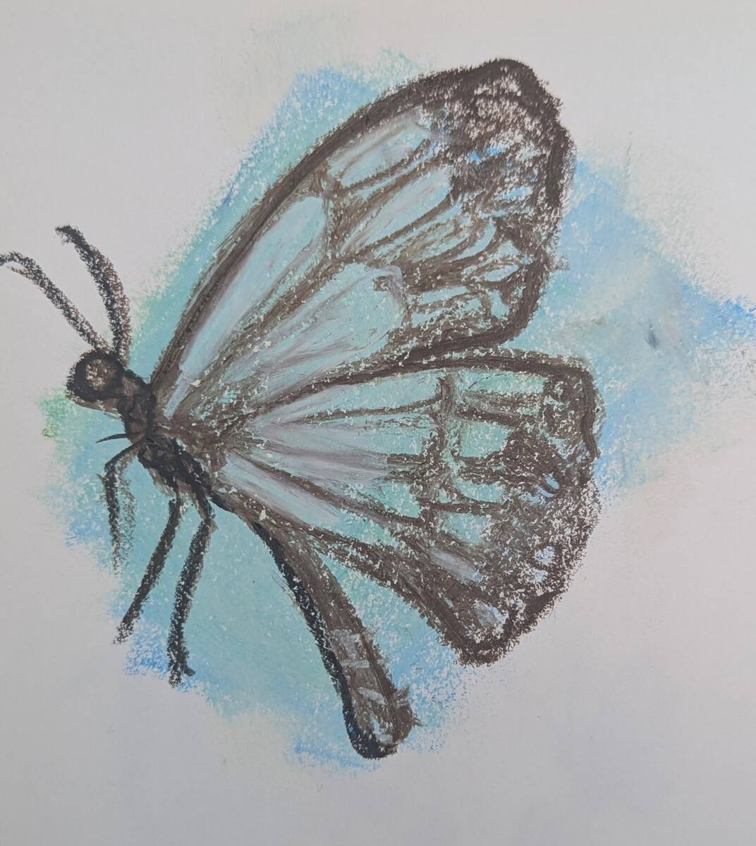 クレヨンで描いたアサギマダラ