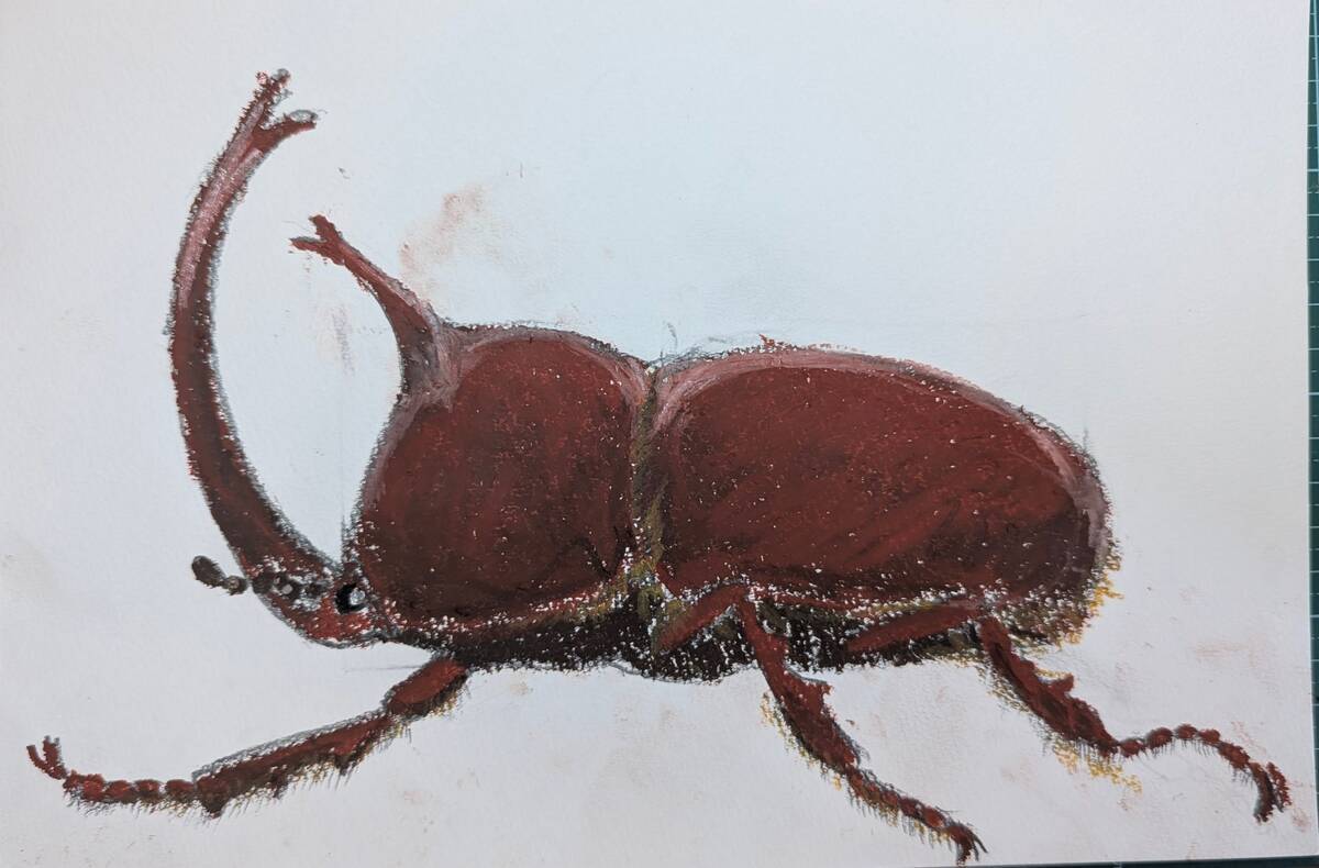 カブトムシの描き方【簡単】クレヨンでリアルに描くコツ｜夏休みの観察