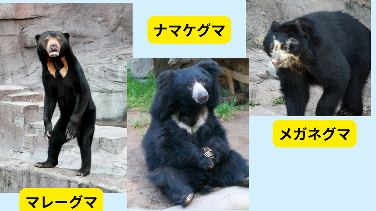 簡単】くまの描き方 ヒグマ・ツキノワグマ 黒っぽいくまも下地でほん