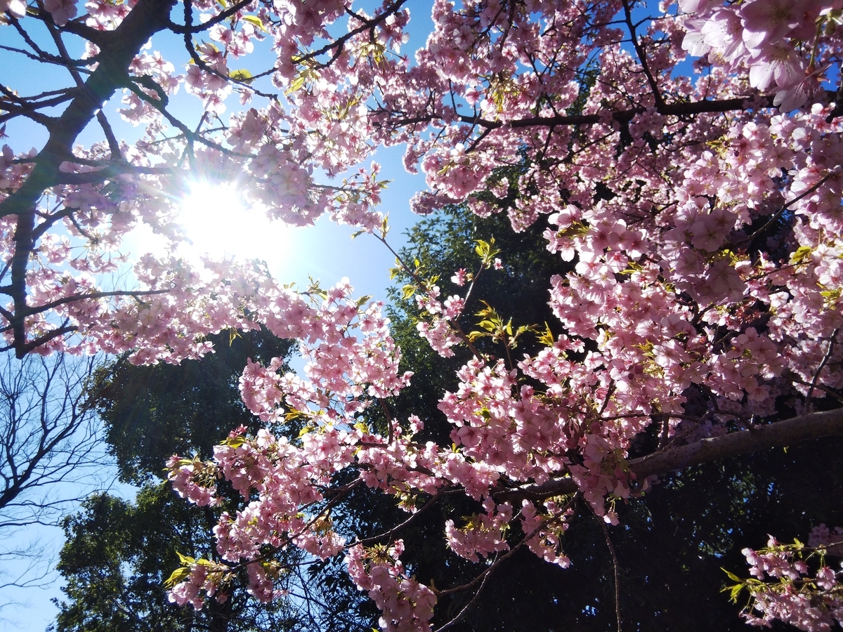f:id:minoru_sakai2708:20200225090326j:plain