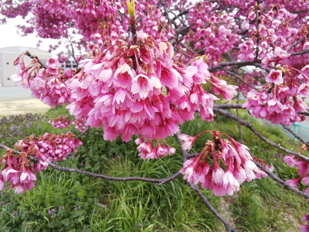 f:id:minoru_sakai2708:20200307104125j:plain