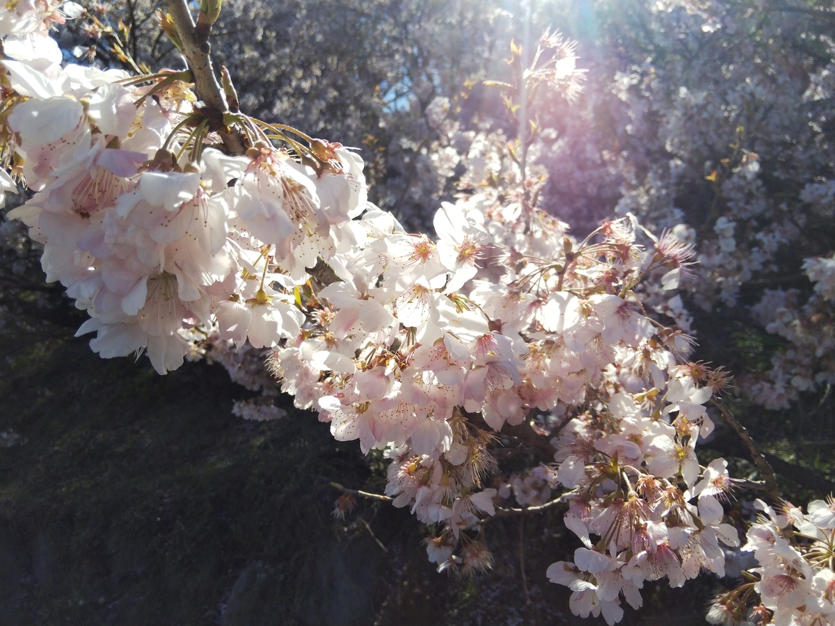 f:id:minoru_sakai2708:20200316135958j:plain