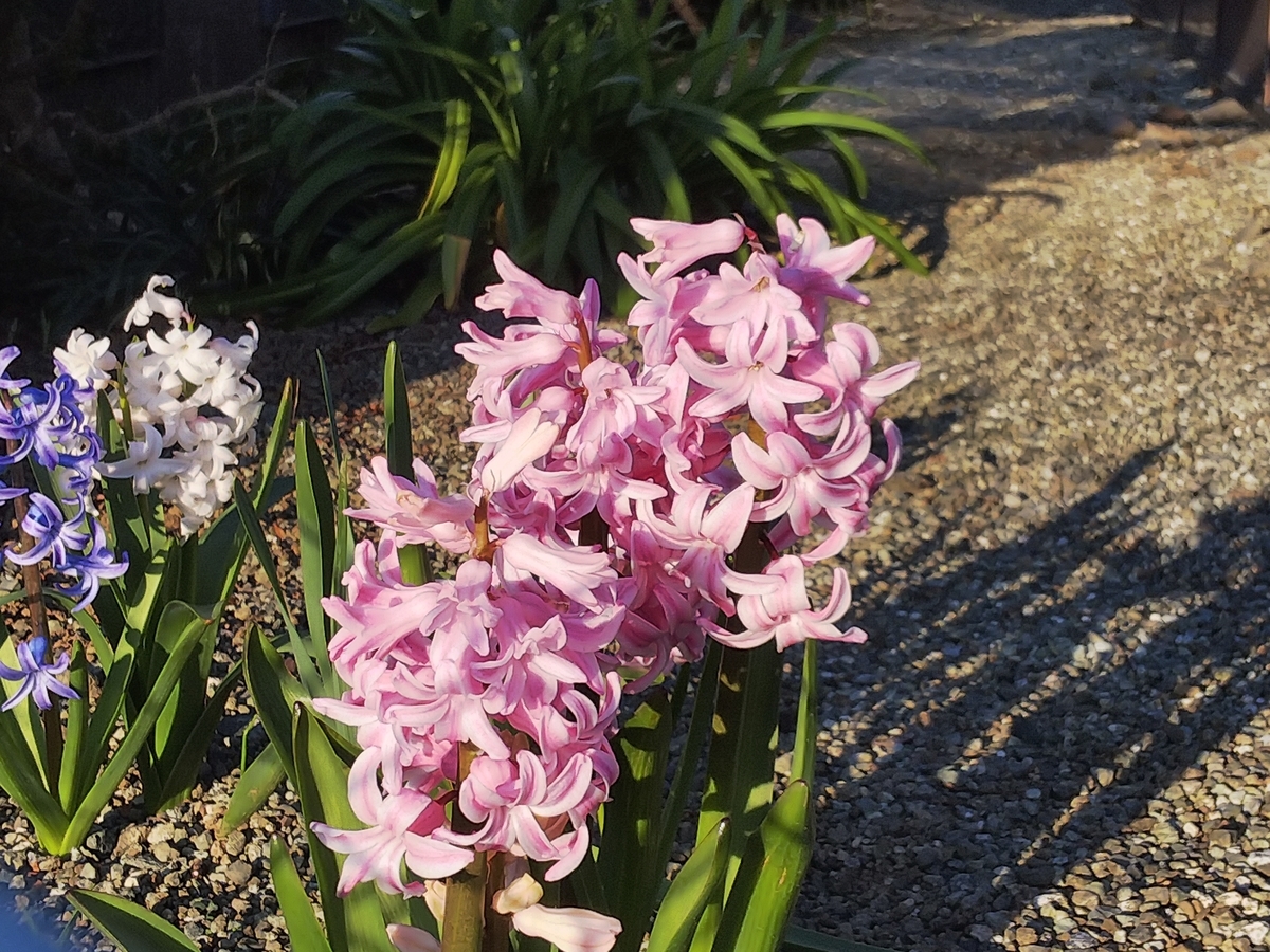 f:id:minoru_sakai2708:20200318092729j:plain