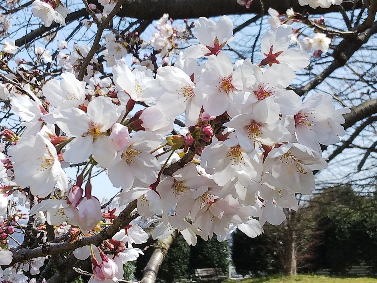 f:id:minoru_sakai2708:20200321122608j:plain