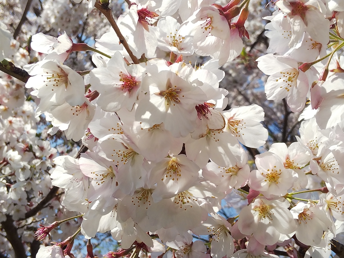 f:id:minoru_sakai2708:20200402151412j:plain