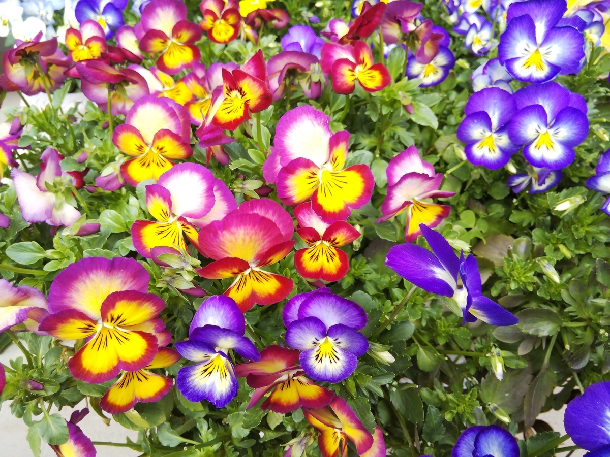 f:id:minoru_sakai2708:20200403112550j:plain