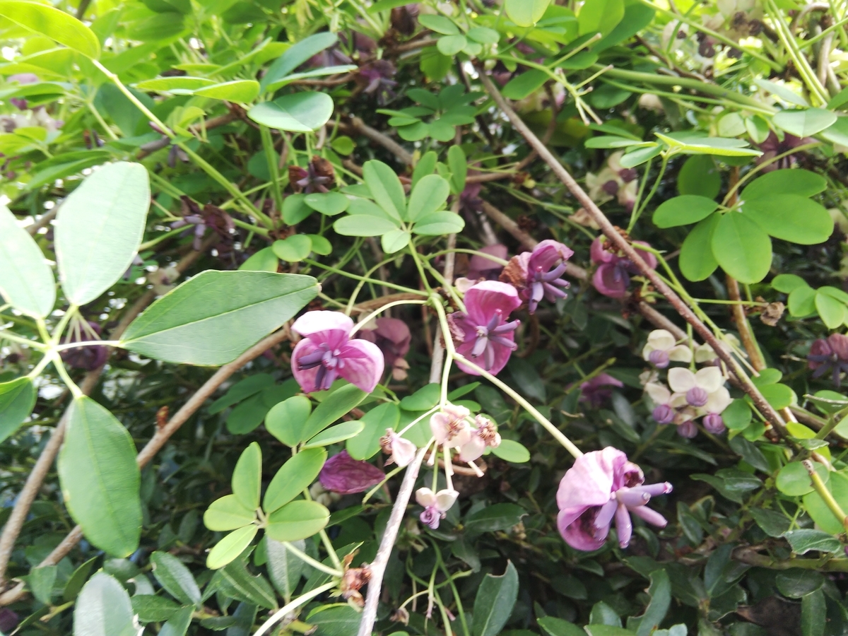 f:id:minoru_sakai2708:20200406174053j:plain
