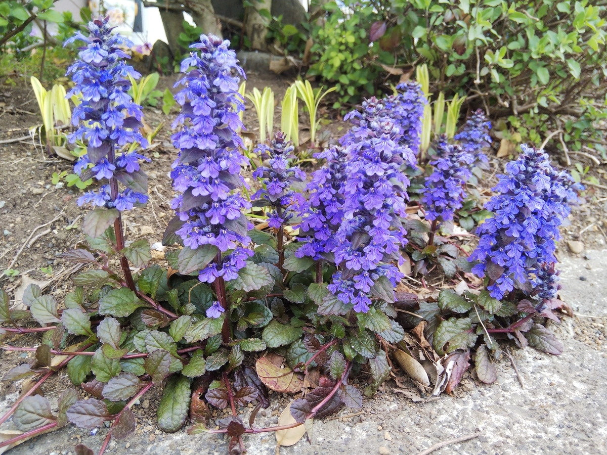 f:id:minoru_sakai2708:20200411200050j:plain