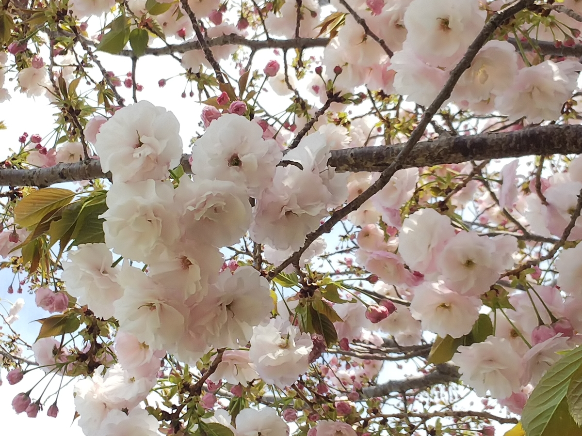 f:id:minoru_sakai2708:20200411200636j:plain