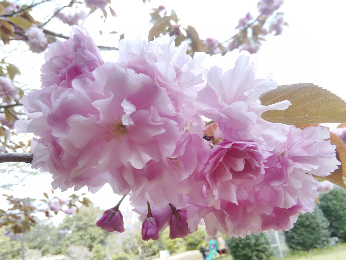 f:id:minoru_sakai2708:20200412141121j:plain