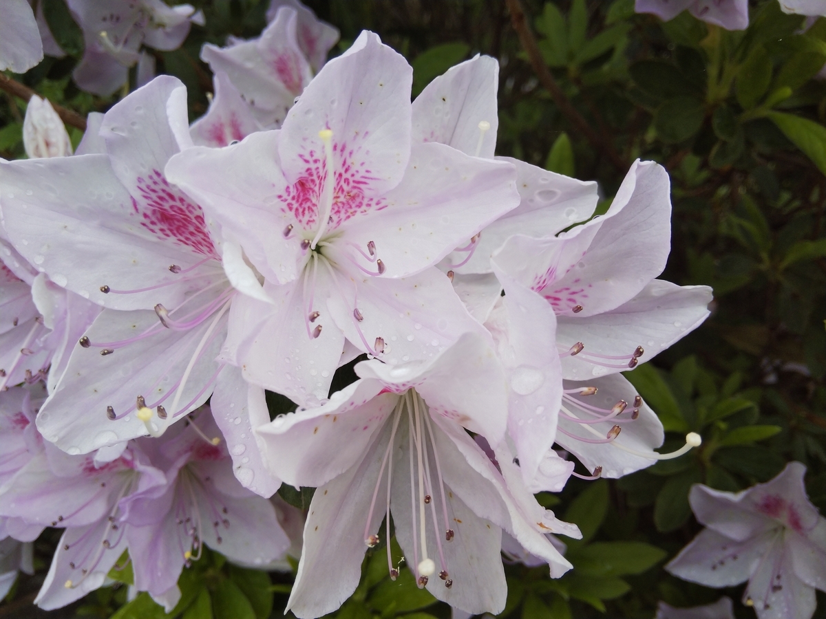 f:id:minoru_sakai2708:20200412141202j:plain