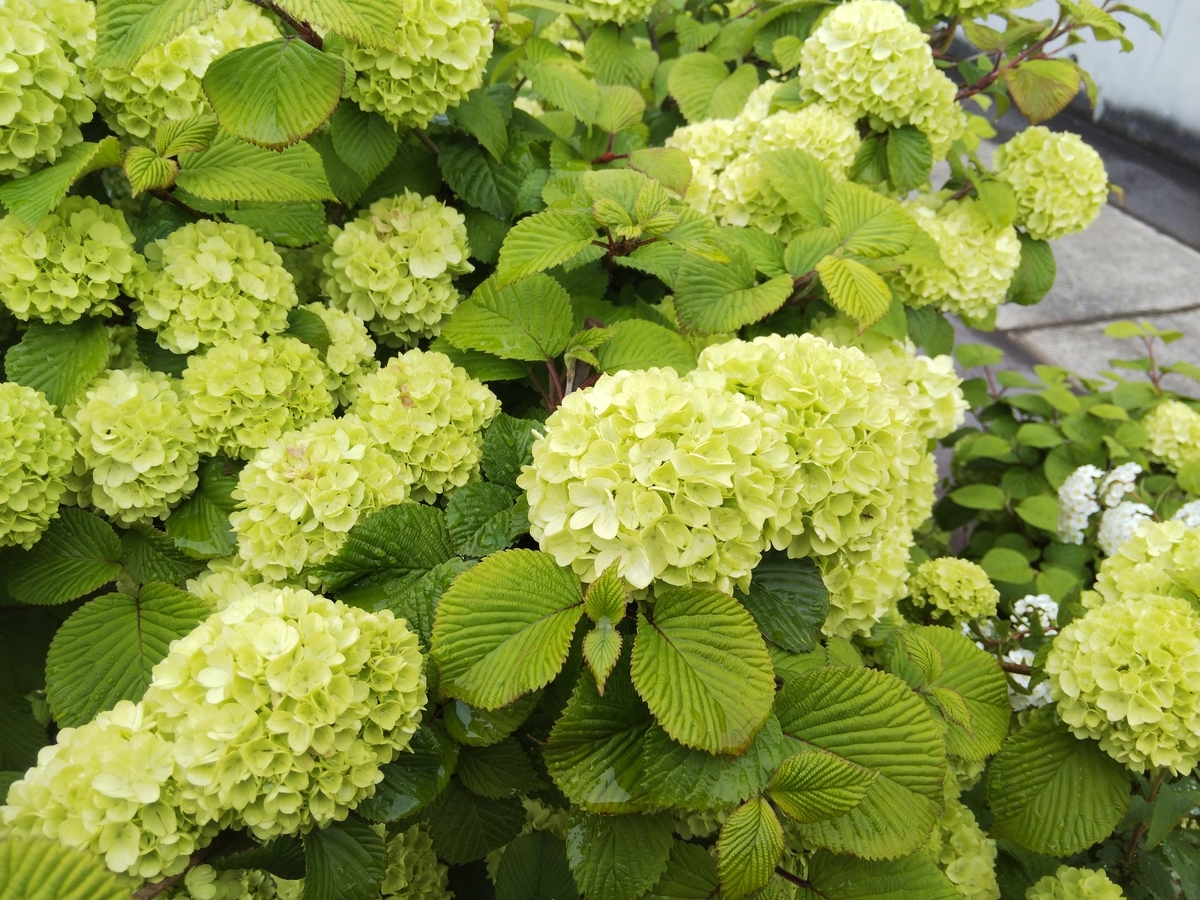 f:id:minoru_sakai2708:20200412141255j:plain