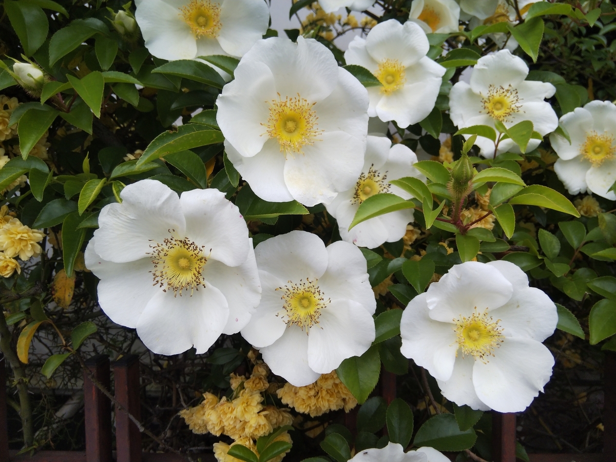 f:id:minoru_sakai2708:20200420204333j:plain