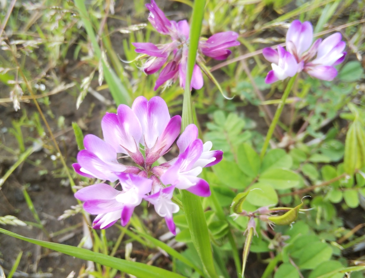 f:id:minoru_sakai2708:20200422145942j:plain