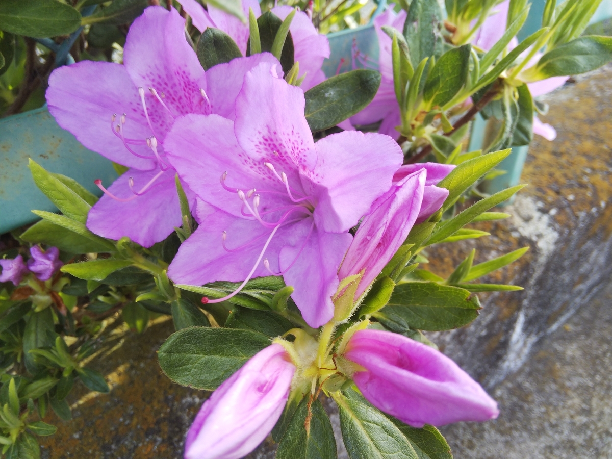 f:id:minoru_sakai2708:20200422150253j:plain