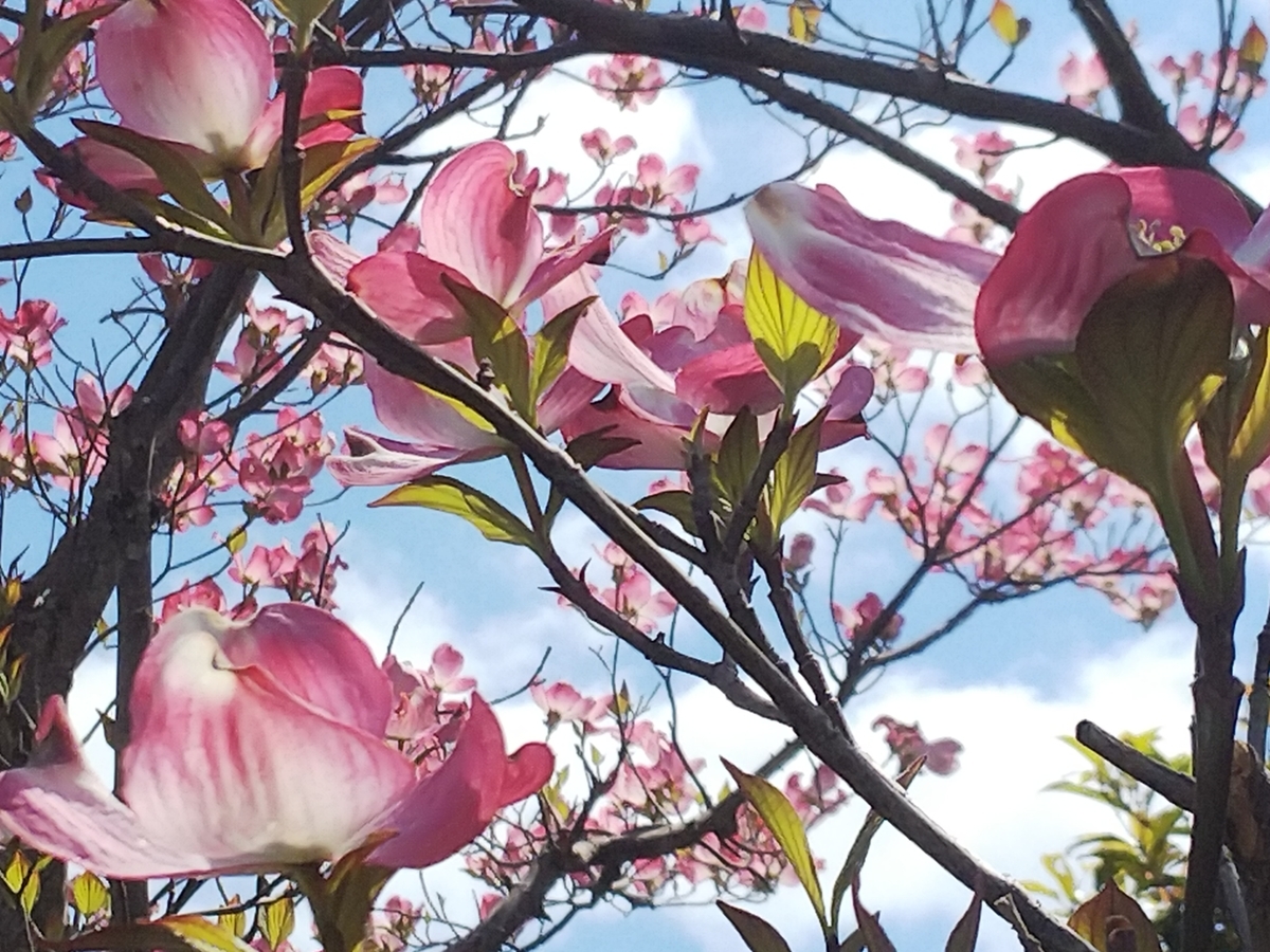 f:id:minoru_sakai2708:20200424152934j:plain