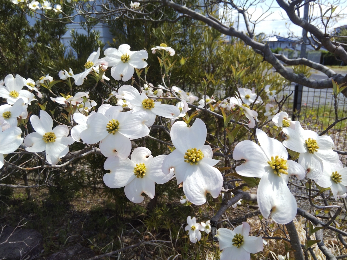 f:id:minoru_sakai2708:20200424153031j:plain