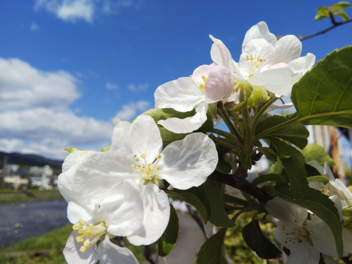 f:id:minoru_sakai2708:20200424153122j:plain
