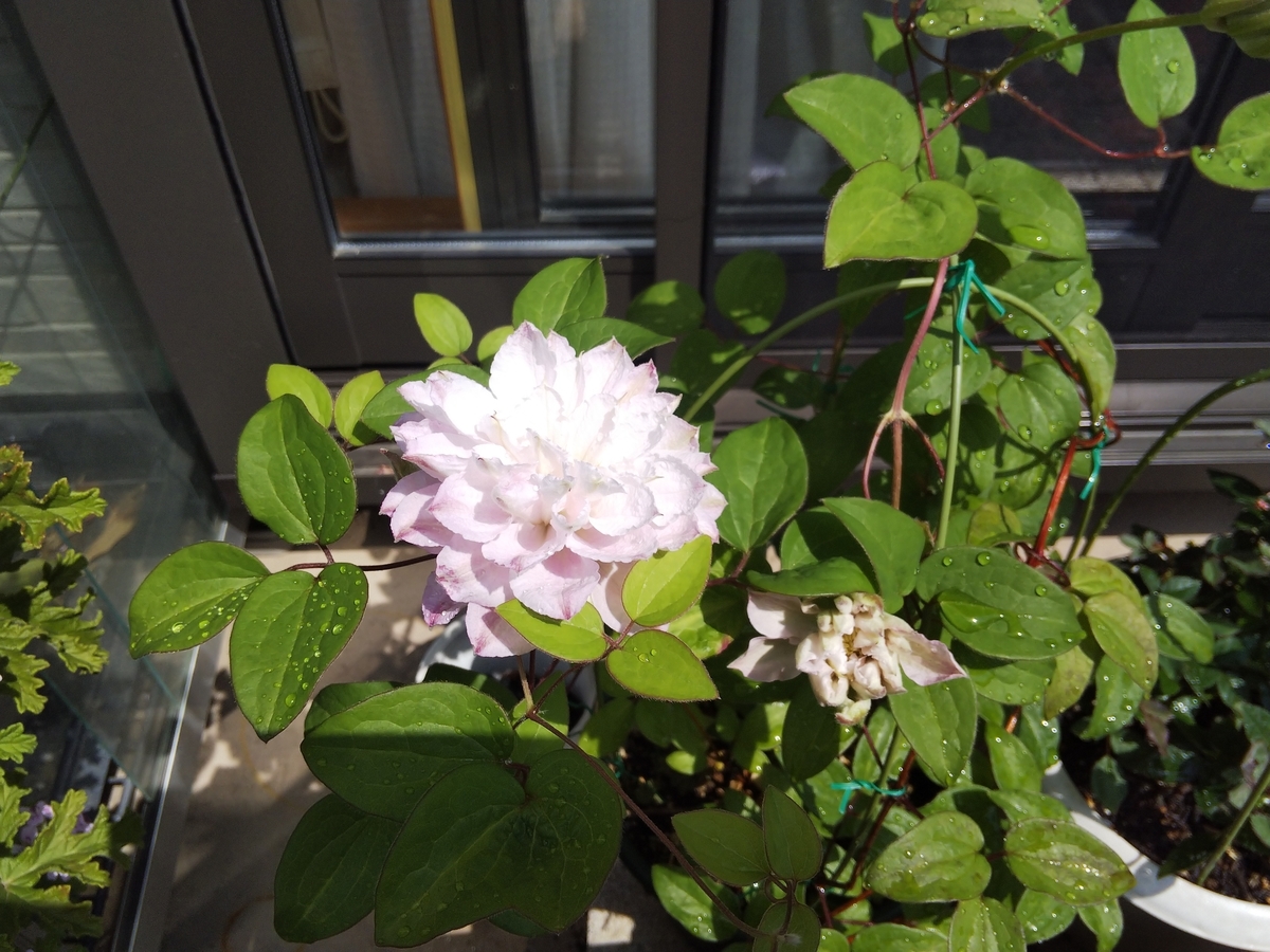 f:id:minoru_sakai2708:20200512093730j:plain