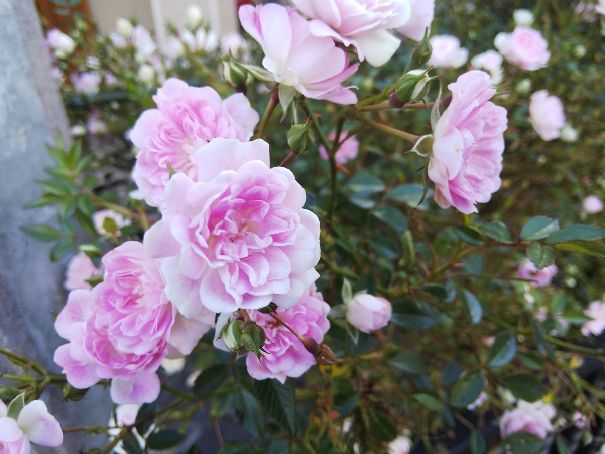 f:id:minoru_sakai2708:20200515134505j:plain