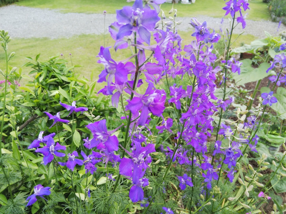 f:id:minoru_sakai2708:20200522114230j:plain