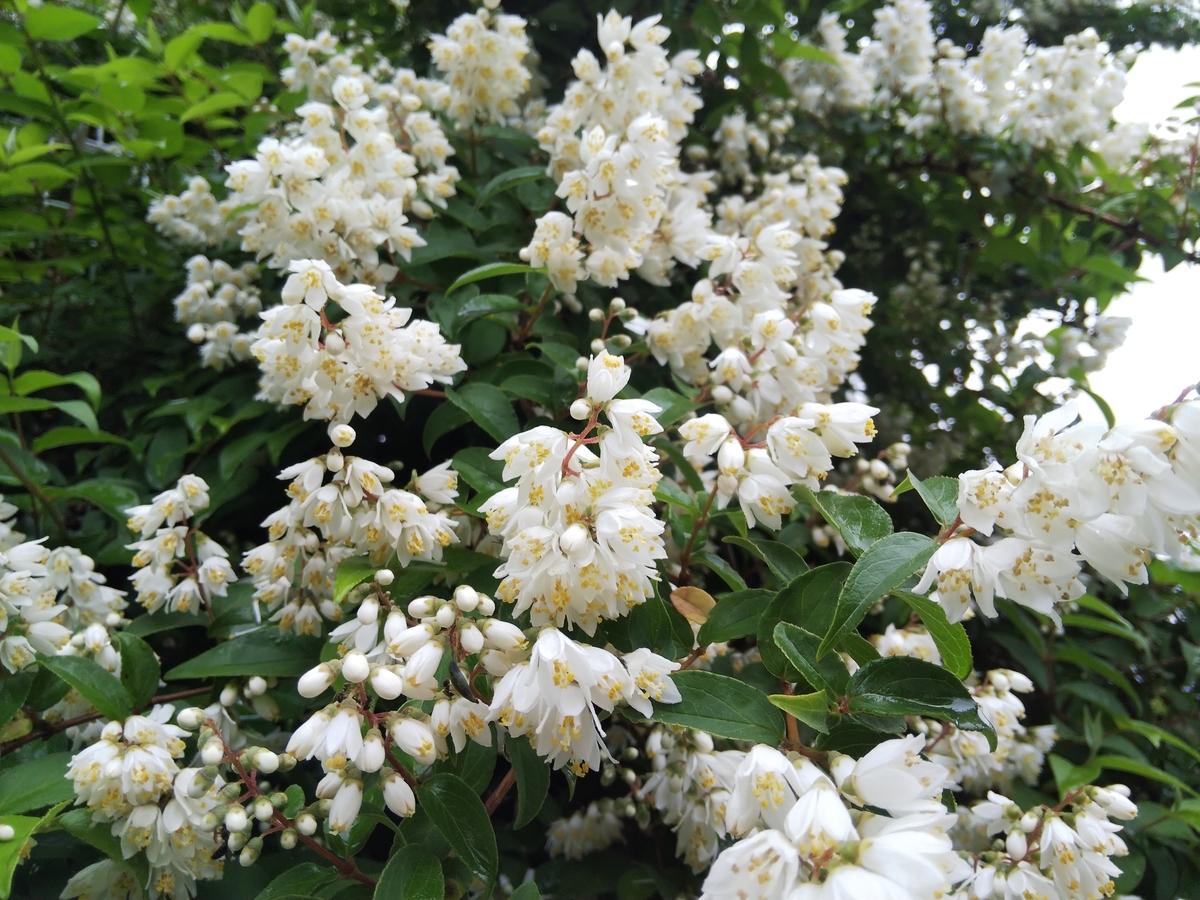 f:id:minoru_sakai2708:20200522114819j:plain