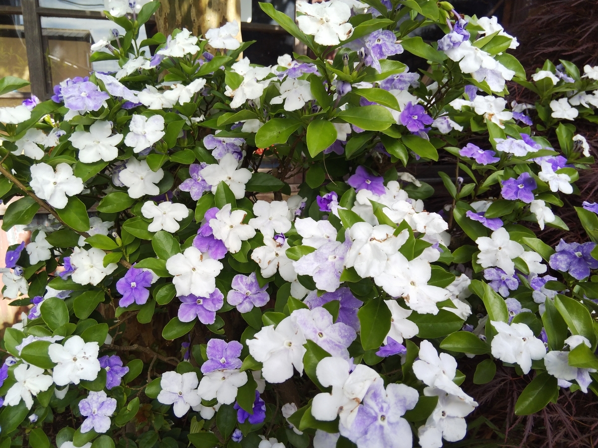 f:id:minoru_sakai2708:20200523085753j:plain