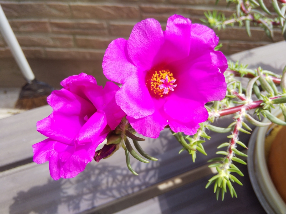 f:id:minoru_sakai2708:20200523141438j:plain