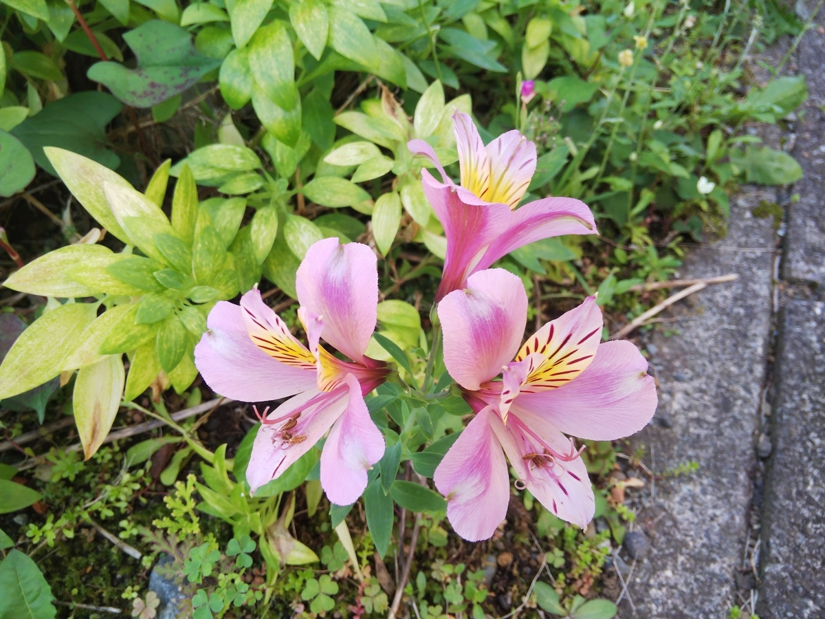 f:id:minoru_sakai2708:20200524064808j:plain