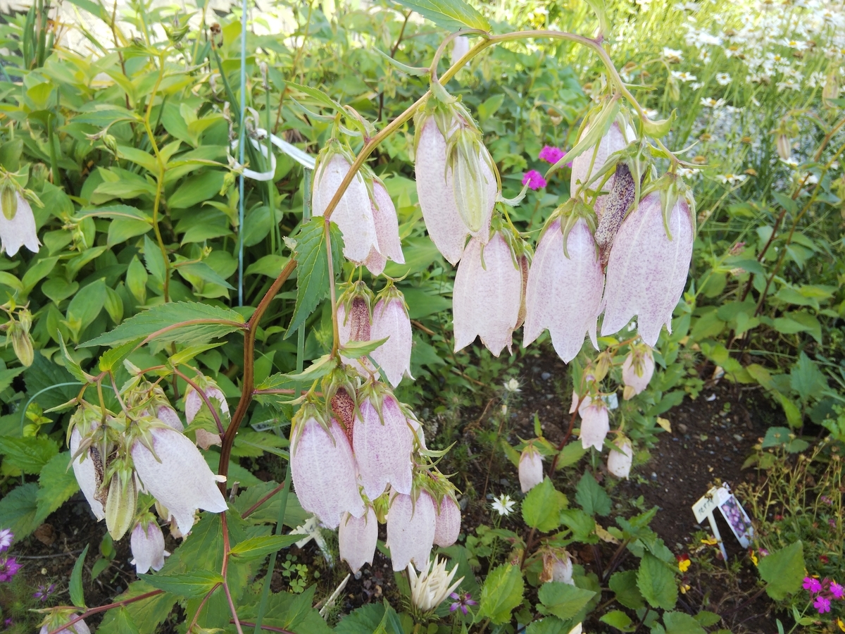 f:id:minoru_sakai2708:20200526095156j:plain