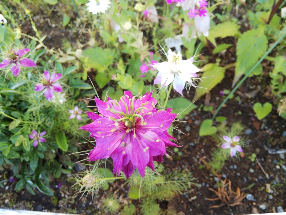 f:id:minoru_sakai2708:20200526095335j:plain
