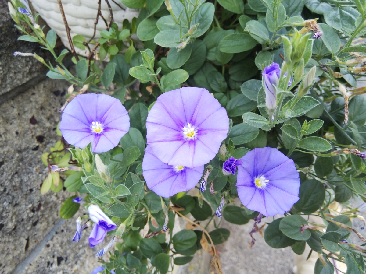 f:id:minoru_sakai2708:20200526100624j:plain