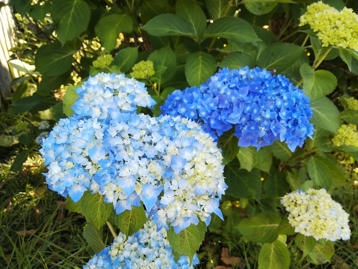 f:id:minoru_sakai2708:20200527131746j:plain