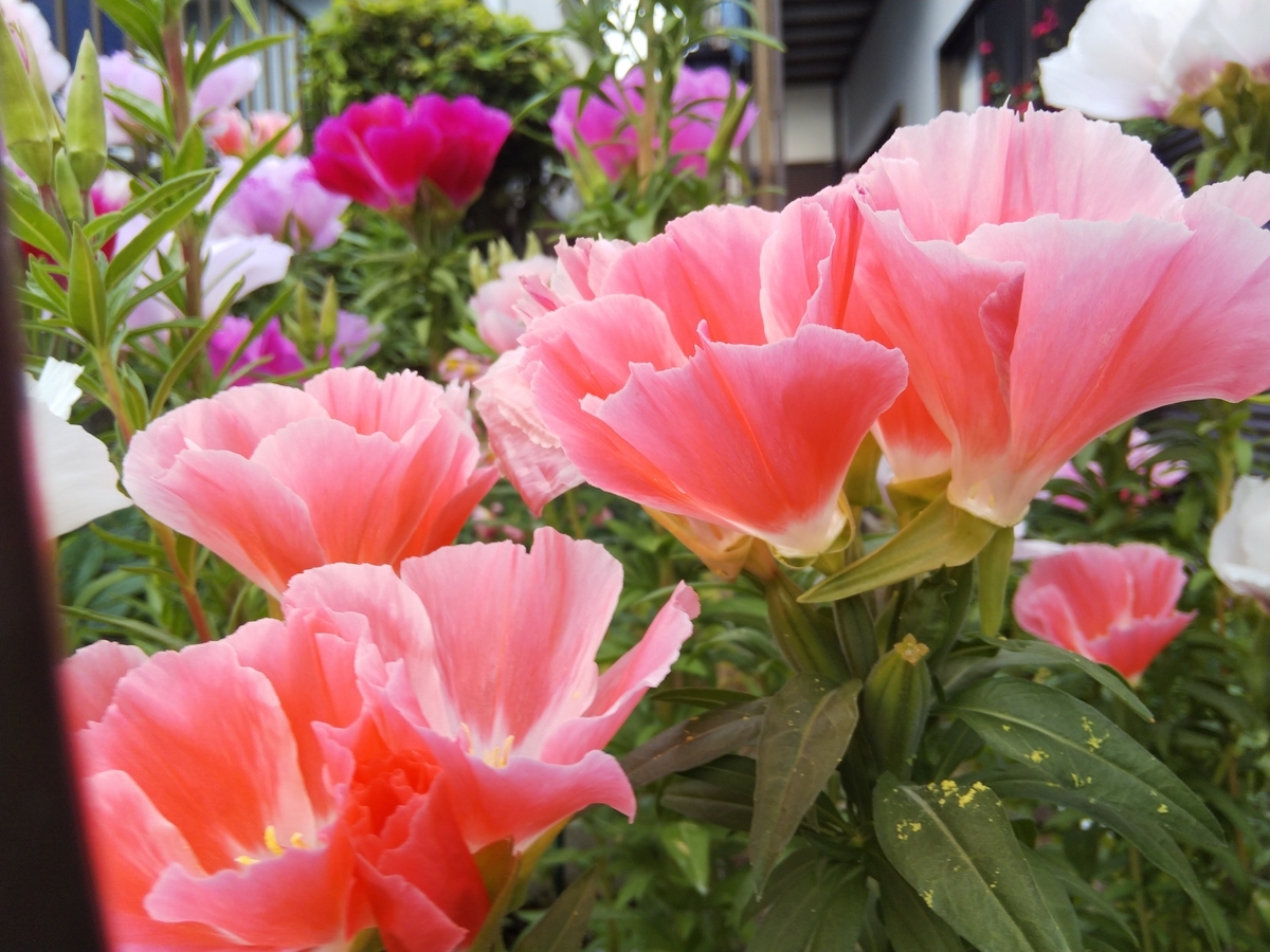 f:id:minoru_sakai2708:20200528092643j:plain