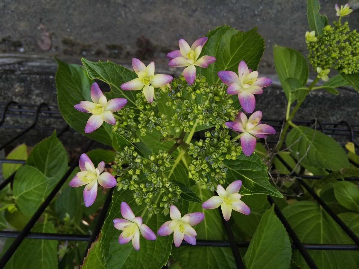f:id:minoru_sakai2708:20200529134423j:plain