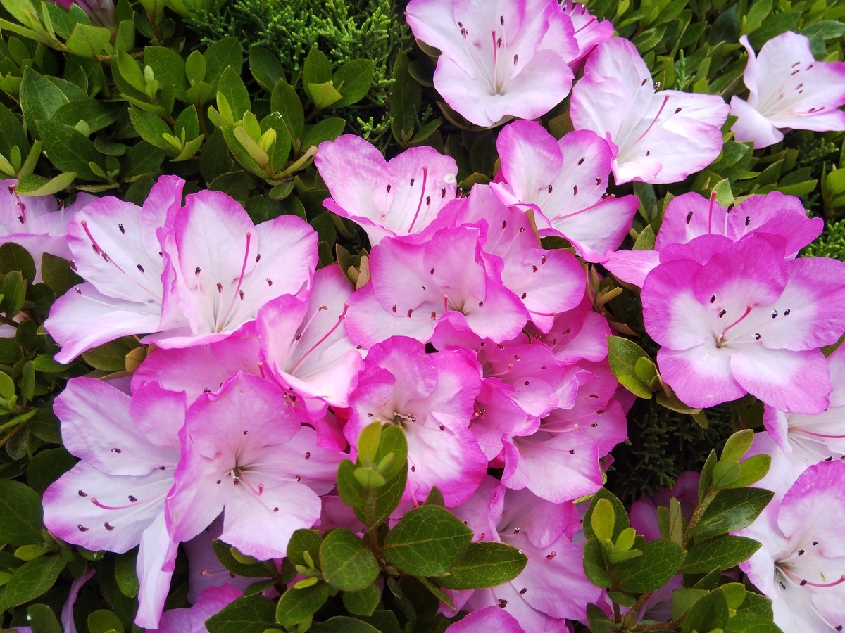 f:id:minoru_sakai2708:20200529134619j:plain