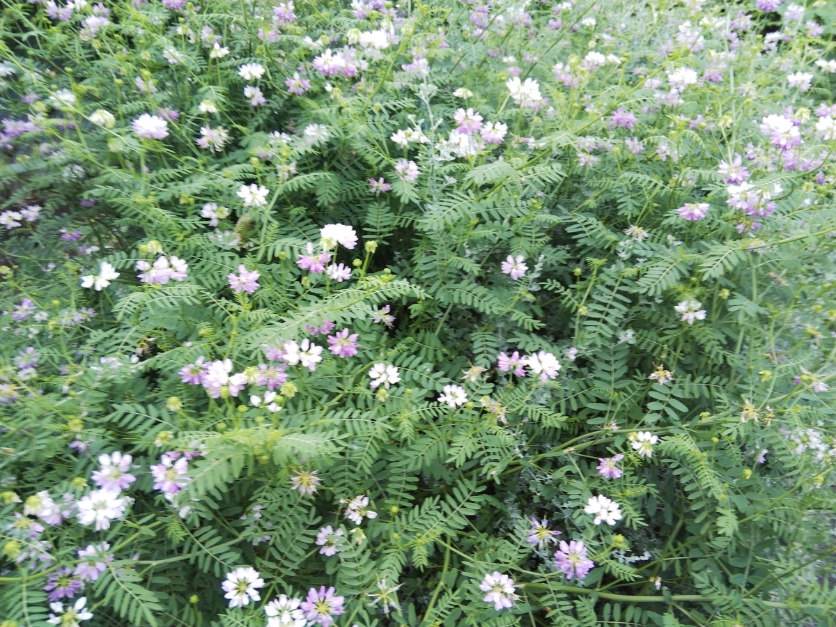 f:id:minoru_sakai2708:20200607091147j:plain
