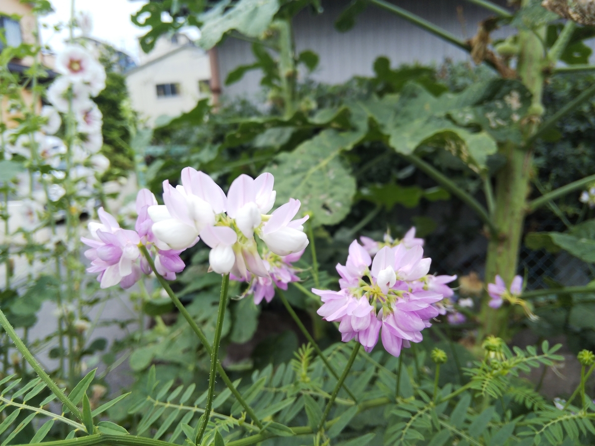 f:id:minoru_sakai2708:20200607091233j:plain