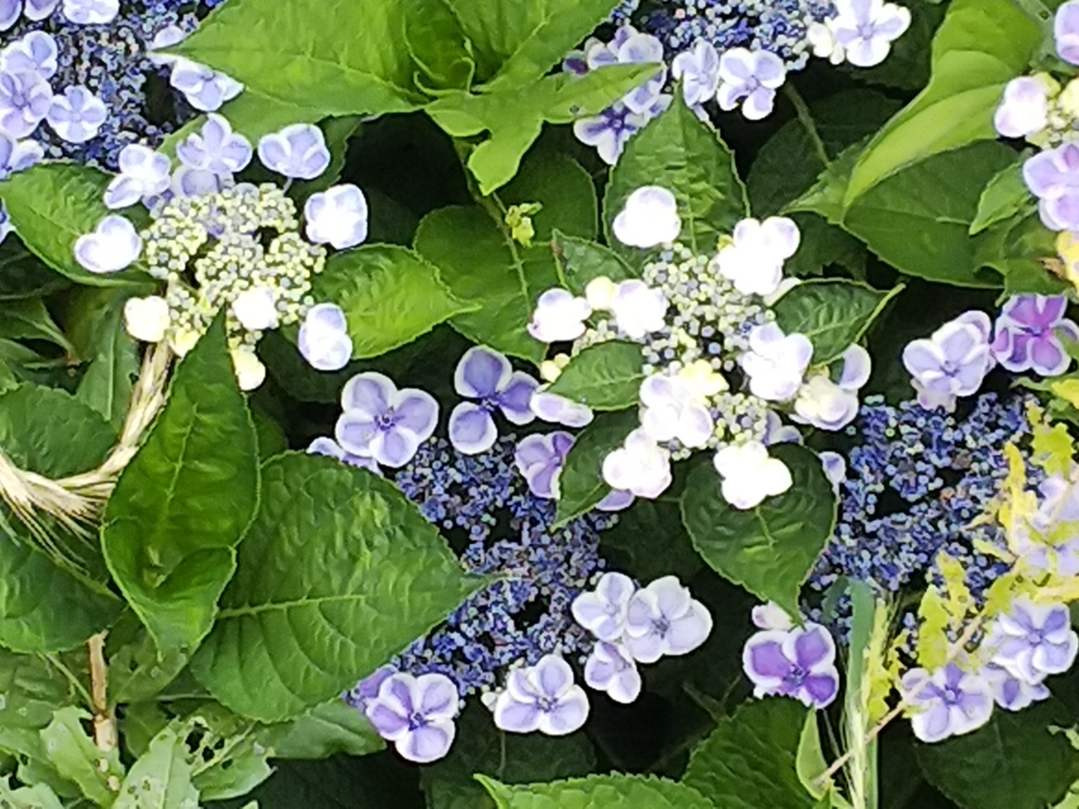 f:id:minoru_sakai2708:20200611082606j:plain