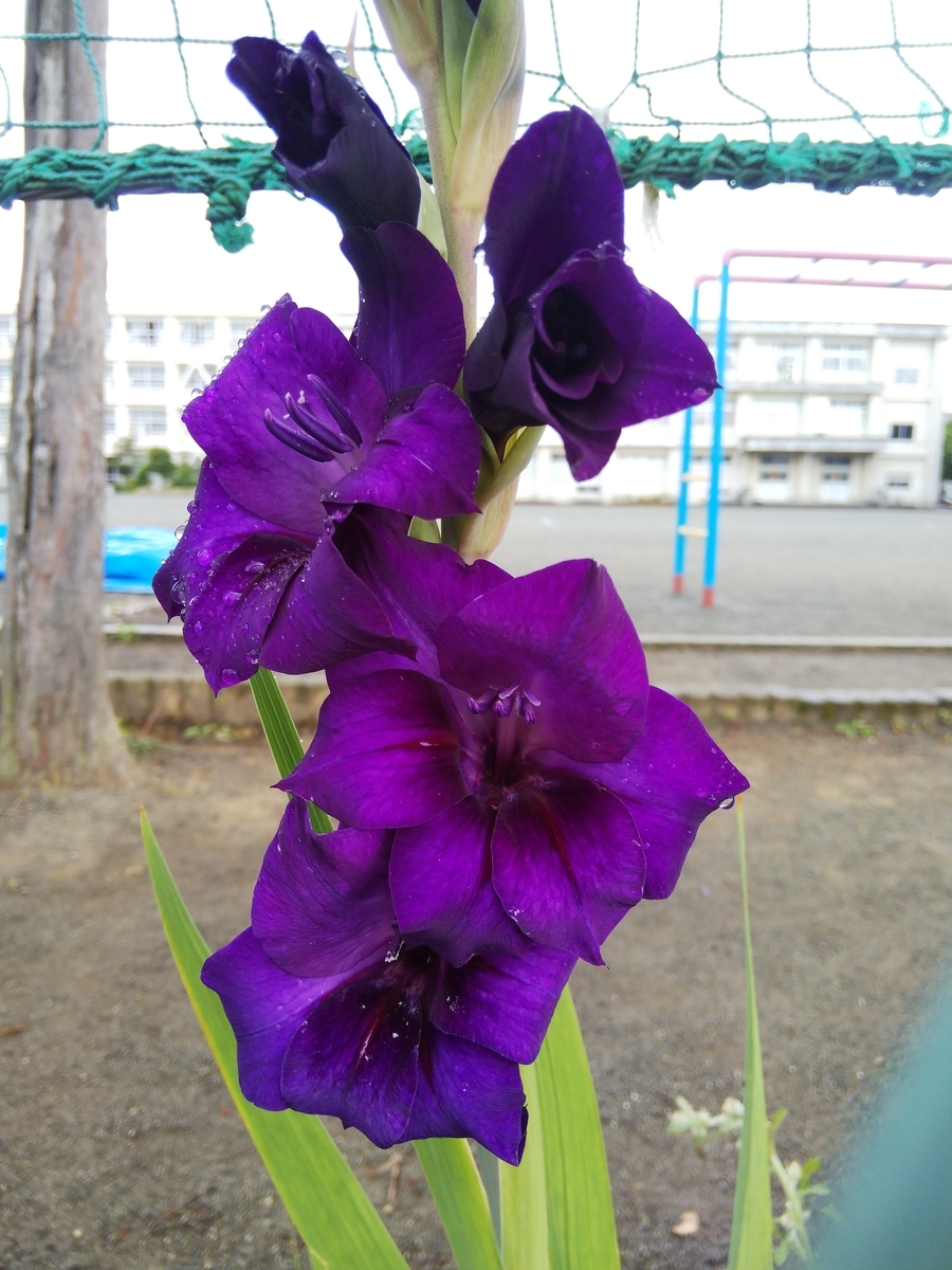 f:id:minoru_sakai2708:20200611082931j:plain