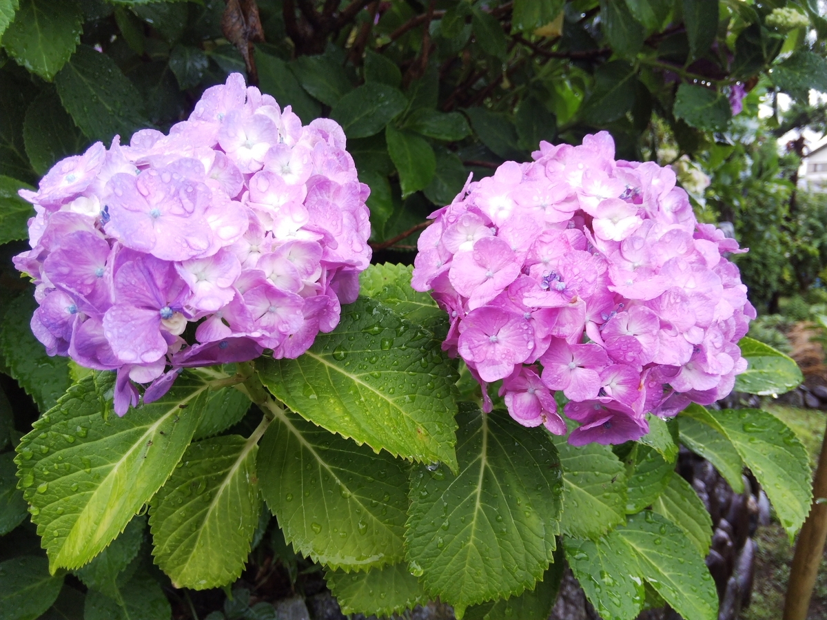 f:id:minoru_sakai2708:20200614092811j:plain
