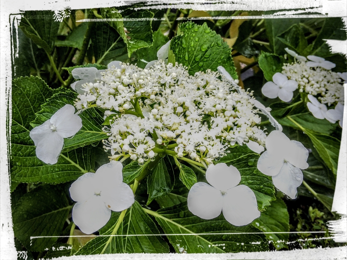 f:id:minoru_sakai2708:20200614093042j:plain
